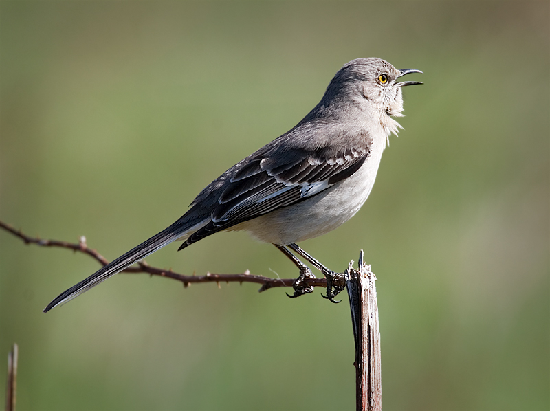 The Mockingbird - A Virtuoso of Variety | BirdNote